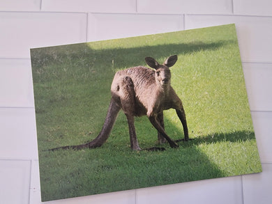 Grey Kangaroo Postcard