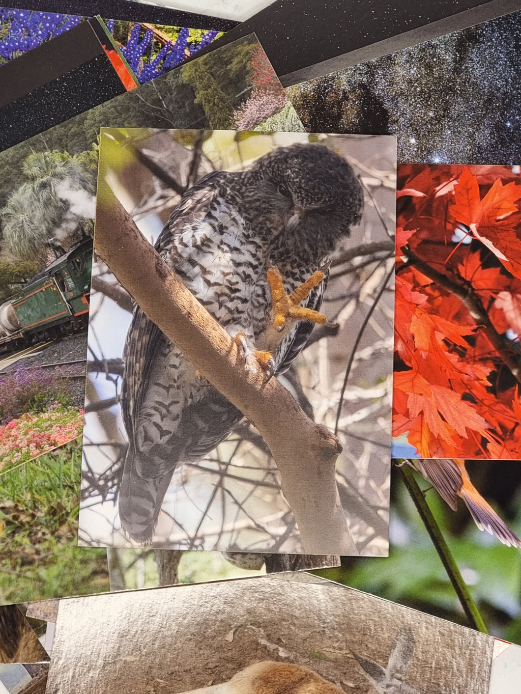 Powerful Owl Postcard