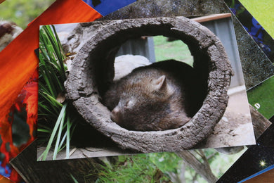 Wombat Australia Postcard