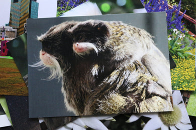 Emperor Tamarin and Baby Postcard Monkey