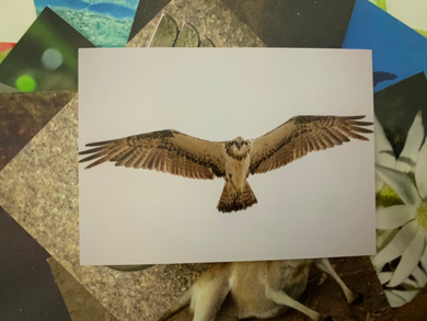 Osprey Postcard