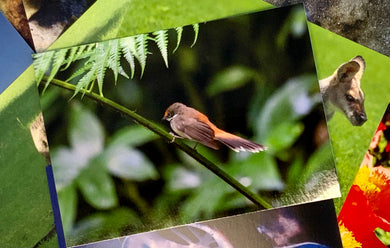 Rufous Fantail Postcard