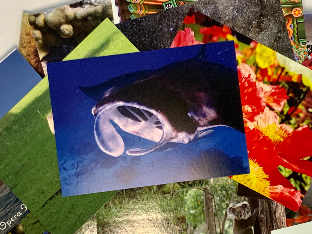 Manta Ray Postcard