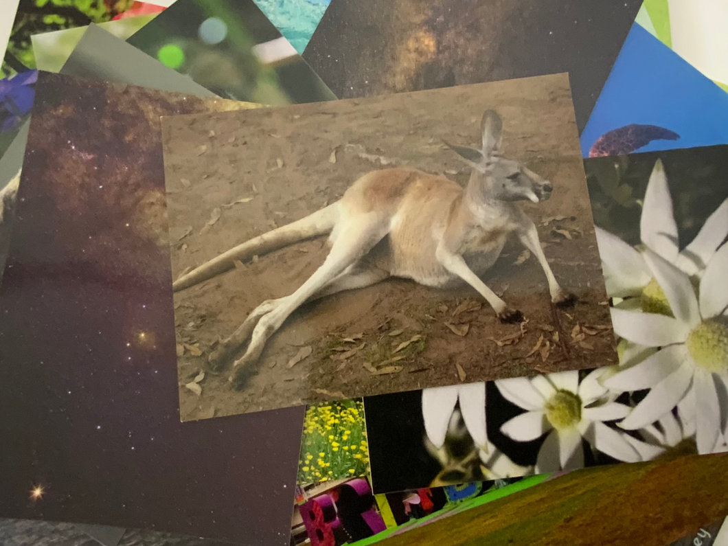 Red Kangaroo Postcard
