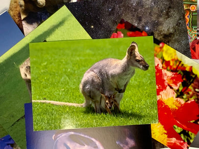 Pretty Faced Wallaby and Joey Postcard